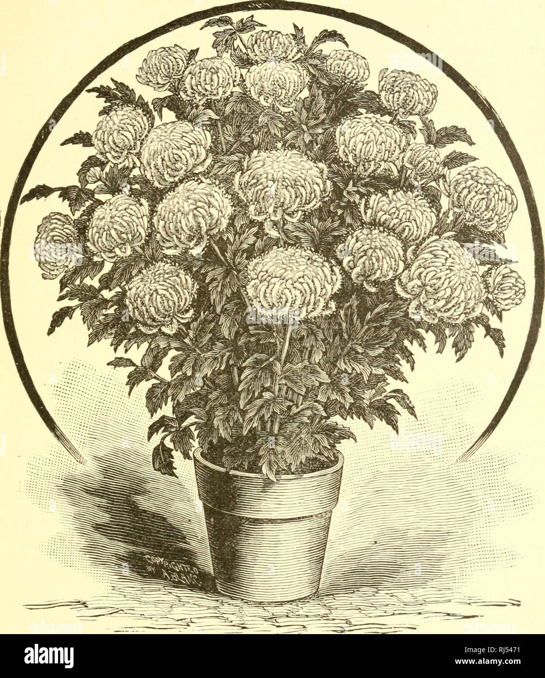 . Chrysanthemum culture for America. A book about chrysanthemums, their history, classification and care. Chrysanthemums. Chr'santhemum Synonyms. 107. Miss Alpheus Hardy. Showing a well-gro'Lvn Pot Plant. Name. Synonym. Mr. Evans Oliver Cromwell. Mrs. Howe John Salter. Mr. J. Starling Tricolor. Mr. Murray President. Mrs. Beale Lady Trevor Lawrence, Mrs. C. H. Glover Golden George Glenny.. Please note that these images are extracted from scanned page images that may have been digitally enhanced for readability - coloration and appearance of these illustrations may not perfectly resemble the or Stock Photo