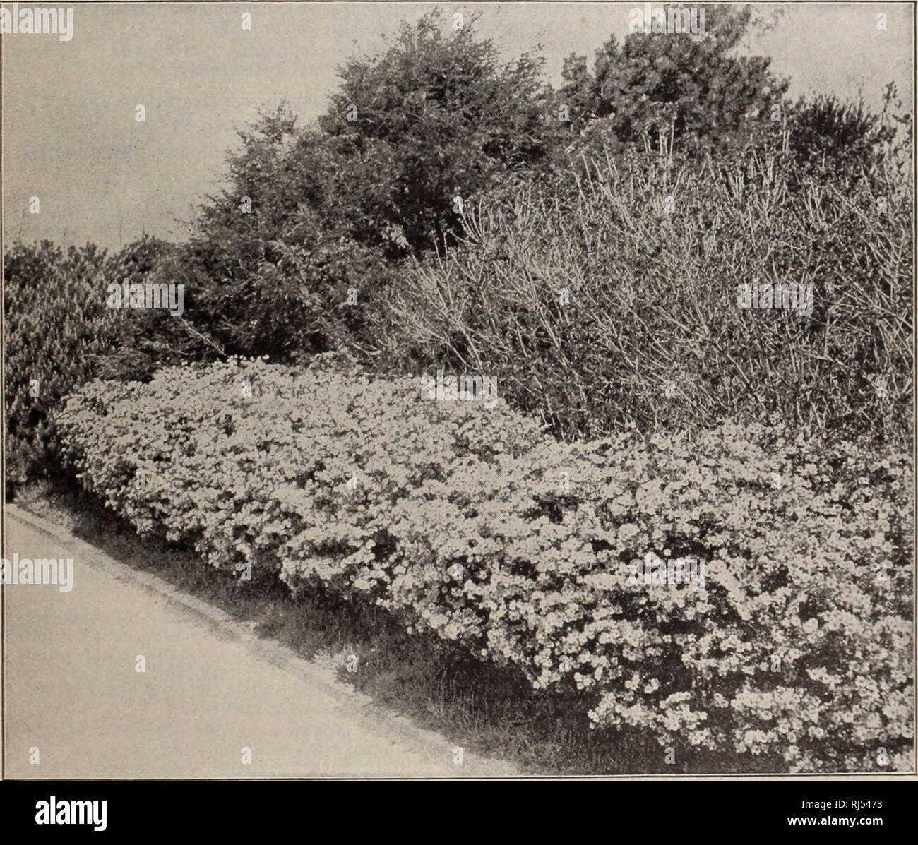 . Choice hardy trees and plants / F.W. Kelsey Nursery Company.. Nursery Catalogue. EVERGREEN SHRUBS. The finer Evergreen Shrubs described below are especially valuable for grouping, border and mass planting. The beautiful effects obtainable from such plantations of Andromeda Floribunda, Azalea Amcena, Hardy Rhododendrons, Kalmias and Mahonias make these plants indispensable for the best results in all fine ornamental grounds. For a number of years the furnishing of the best quality of this class of stock in quantity has been a special feature of my business, and I am able, as heretofore, to fu Stock Photo