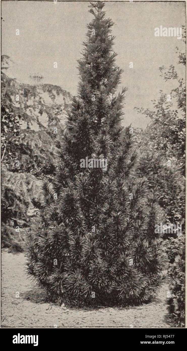 . Choice hardy trees and plants / F.W. Kelsey Nursery Company.. Nursery Catalogue. Choice Trees, Shrubs and Hardy Plants. 25 RETINOSPORA obtusa nana. Dwahf Obtuse Eetinospoka. Very dwarf; spreading habit and deep green, glossy foliage. Earely grows over two feet in height. SI. RETINOSPORA obtusa pendula. WeepinCx Ob- tuse Japan Ctpee.ss. A very attractive variety, with graceful, drooping branches. $1.50. RETINOSPORA obtusa nana aurea. Golden Dwarf Obtuse Eetinospoka. Eich bronze- yellow leaves. $1.50. RETINOSPORA obtusa argentea variegata. Soft, silvery foliage, intermixed with green. $1.50. R Stock Photo