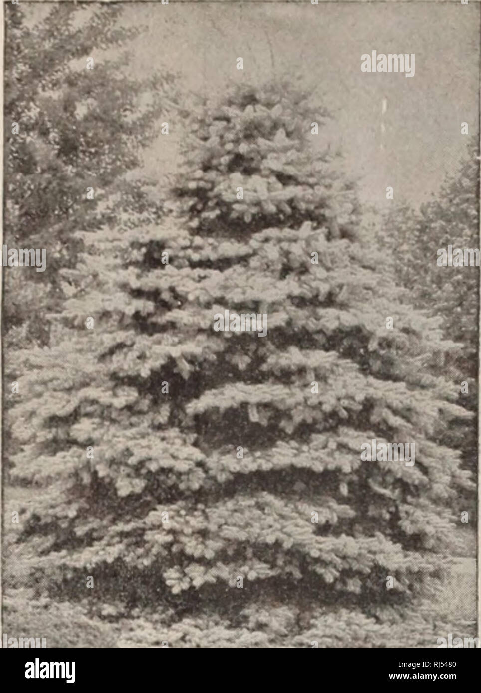 . Choice hardy trees and plants / F.W. Kelsey Nursery Company.. Nursery Catalogue. 23 Fred'k W. Kelsey, 150 Broadway, New York.. Colorado Blue Speuce. PICEA pungens glauca. Colorado Blue Spruce. Fine, compact, vigorous habit and remarkably beautiful foliage; not excelled by any other Evergreen. Perfectly hardy, and grown successfully where other Evergreens fail. It will withstand the coldest seasons, and in appearance surpasses any of the taller Con- iferous trees, with perhaps the exception of Abies Concolor or Cedrus Atlantica Glauca. Can be easily transplanted. The fine steel-blue color of  Stock Photo