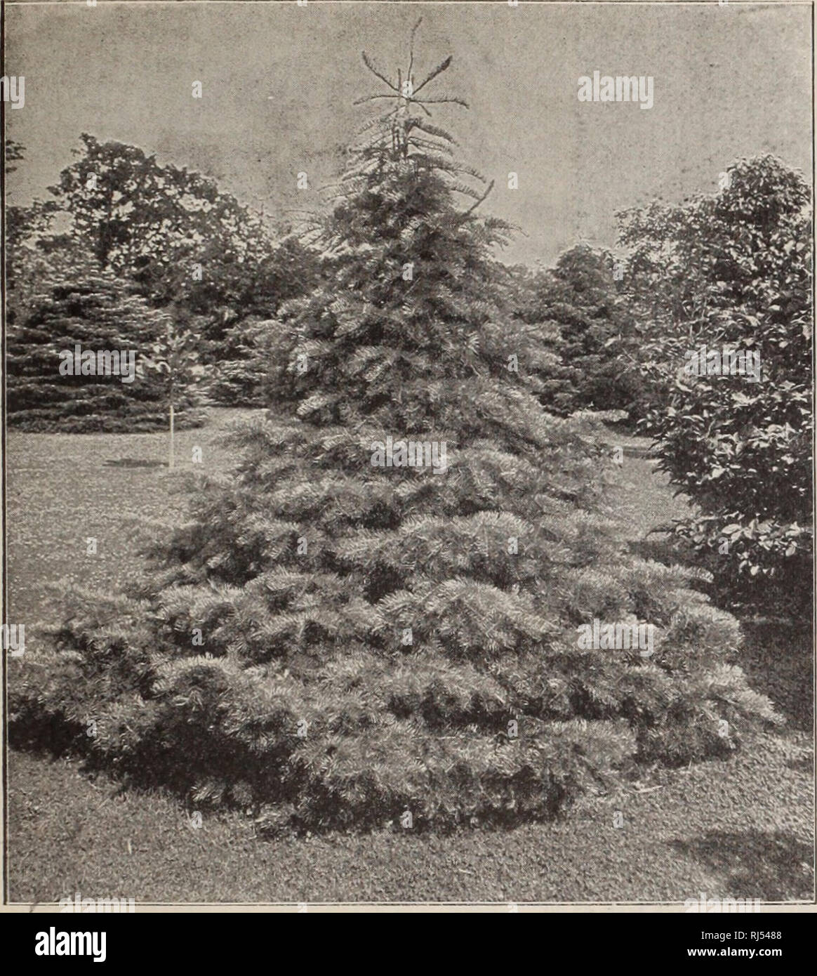 . Choice hardy trees and plants / F.W. Kelsey Nursery Company.. Nursery Catalogue. Choice Trees, Shrubs and Hardy Plants. 21. PiCEA CONCOLOH. CONCOLOR PICEA balsamea. Balm of Gilead Fie. Very hardy; foliage silvery underneath. 50cts. to$l. PICEA Cephalonica. Cephalonian Fie. Sil- very dagger-shaped leaves. $1.50 to $2. PICEA concolor or lasiocarpa. Concoloe Speuce. One of the hardiest and most beauti- ful Evergreens. Tree of graceful, stately habit. Large, broad, silvery green foliage. A rare and exceedingly choice variety. $vi to $5. PICEA concolor violacea. Silveb Fie. Leaves similar in size Stock Photo