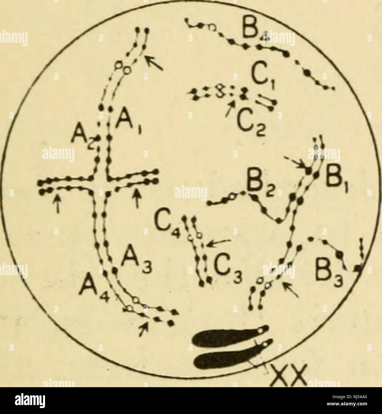 Polyploids hi-res stock photography and images - Alamy