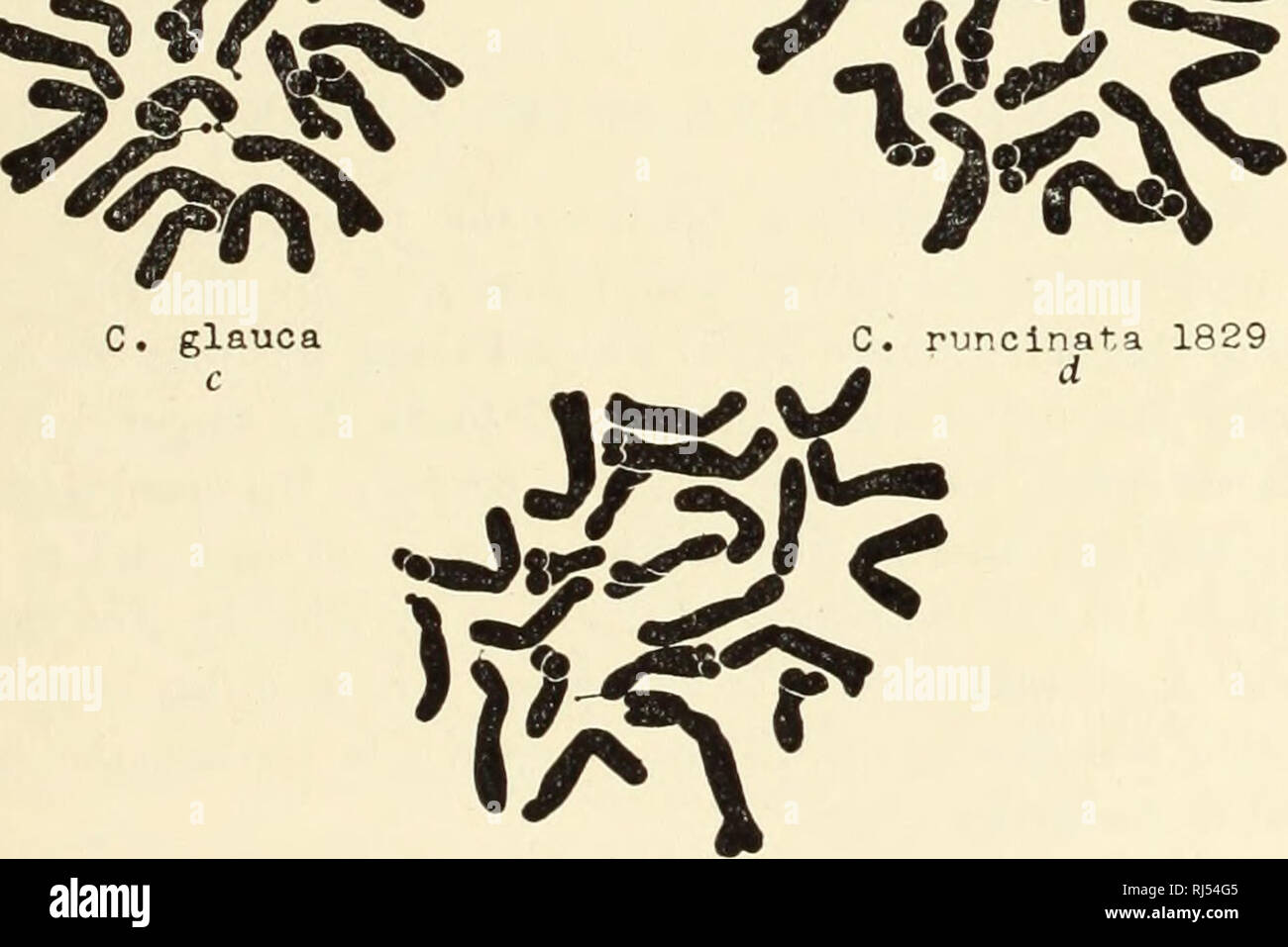 . Chromosomes and phylogeny in Crepis. Crepis; Plants; Chromosomes. 1930] Hollingshead-Babcock: Chromosomes and Phytogeny in Crepi.s 27 the possibility that the somatic number 22 exists in this species, too, as it does in occidentalis and gracilis. The C. andersoni, glauca, runcinata group (fig. 22) of which several plants representing different accessions (table 1) have been C. andersoni 2086 C. andersoni 2136 m. C. runcinata 2065 e Figure 22. examined, has given uniformly complexes of 22 chromosomes contain- ing similar types. Whether it would be possible by a prolonged study to reveal diffe Stock Photo