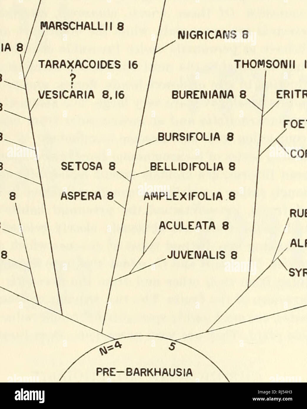 . Chromosomes and phylogeny in Crepis. II. The relationships of one hundred eight species. Crepis; Plants; Karyokinesis. 1934] Babcock-Cameron: Chromosomes and Phylogeny in Crepis. II 299 species must have hybridized with certain 4-paired species and produced through amphidiploidy the 22-paired American species and their poly- ploid relatives shown at the top of figure 4 (cf. fig. 156). Barkhausia The phylogenetic relations of thirty-two species of Barkhausia and their chromosome numbers are shown in figure 5. In general the most primi- BARKHAUSIA PHYLOGENY AND CHROMOSOME NUMBER HACKELII 16 TA Stock Photo