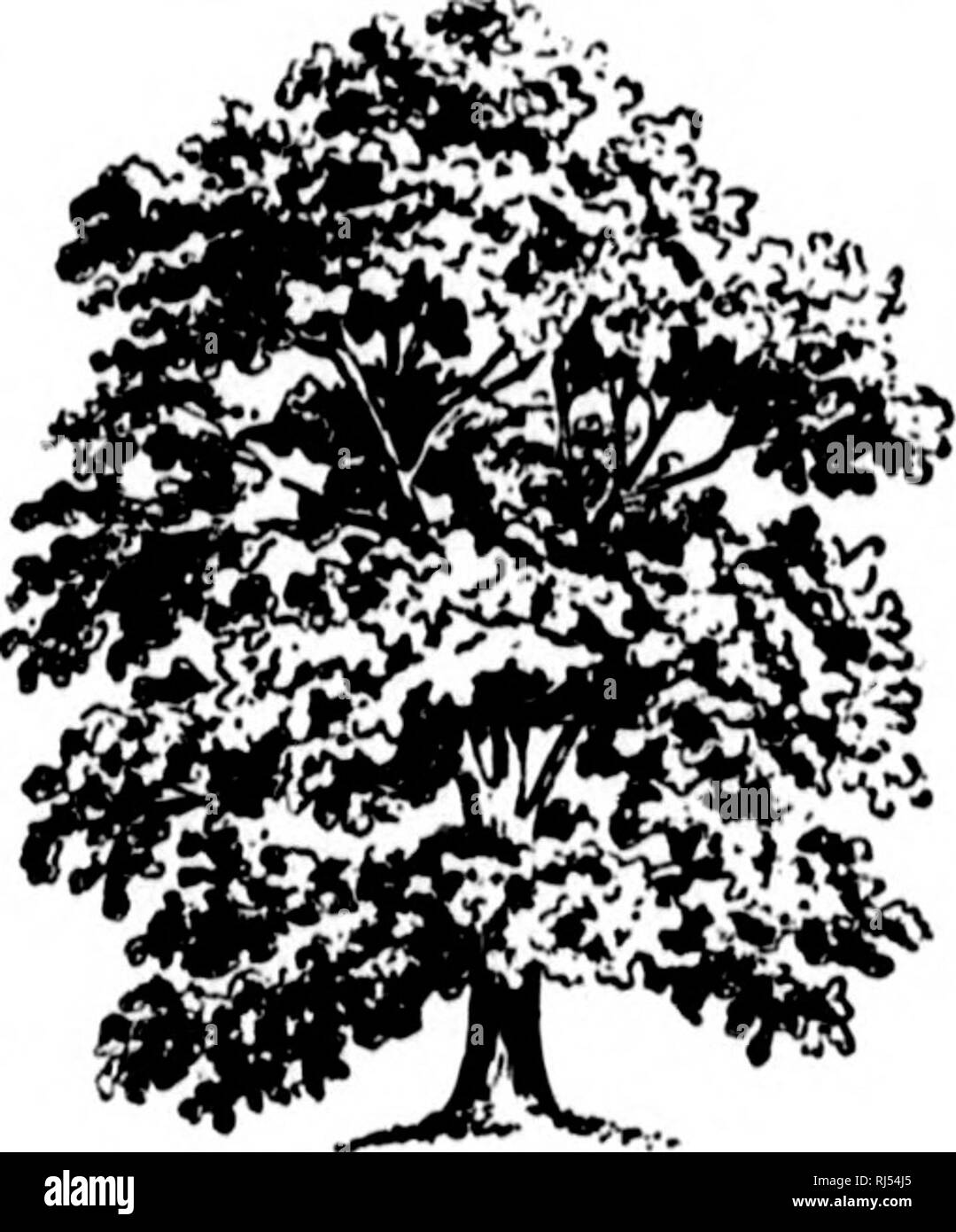 Horse Chestnut Tree Black And White Stock Photos Images Alamy Horse Chestnut Tree Black And White Stock Photos Images Alamy