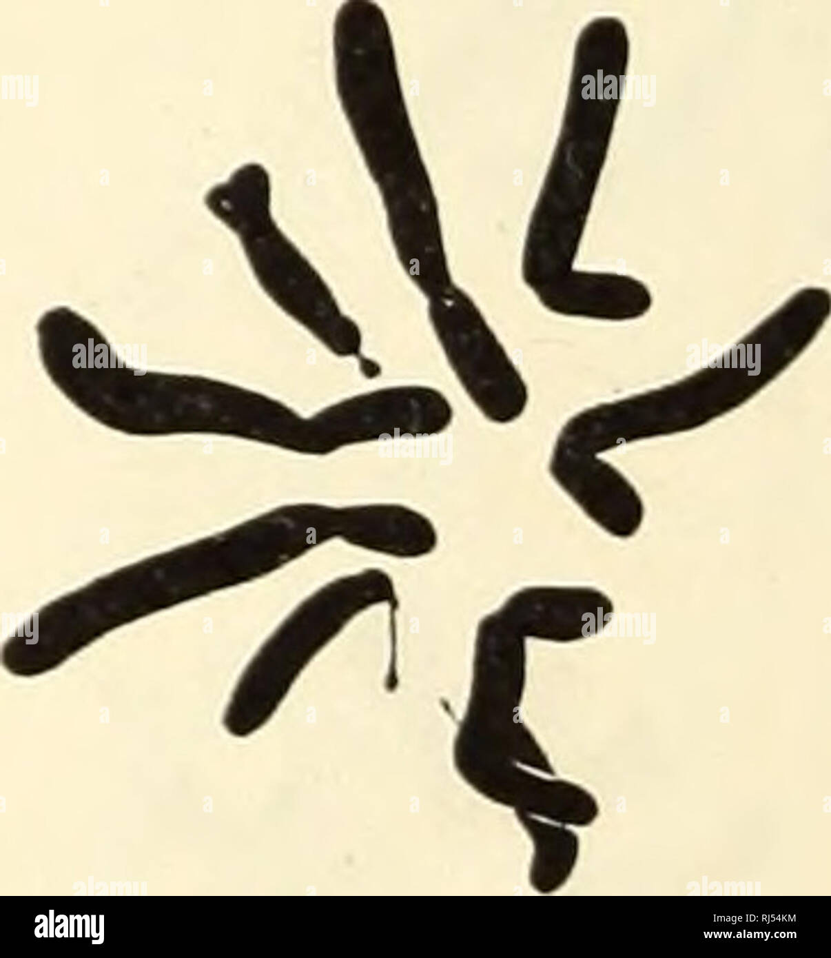 . Chromosomes and phylogeny in Crepis. Crepis; Plants; Chromosomes. C. rubra 1506 c. rubra 1176 a b Figure 3. Crepis aspera, C. bursif cilia, C. setosa, and C. senecioides (fig. 4). with 8 chromosomes each, are quite different in details of their chro- mosome morphology. C. setosa is characterized by the presence of a pair of large satellites and C. senecioides is outstanding among the 8-chromosome species by the small size of its chromosomes.. C. aspera C. bursifolia a b C. setosa C. senecioides c d Figure 4. Crepis bureniana, C. aculeata, and C. amplexifolia (fig. 5) with 8 chromosomes, are  Stock Photo