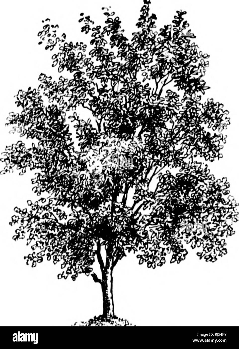 . A guide to the trees [microform]. Trees; Botany; Arbres; Botanique ...