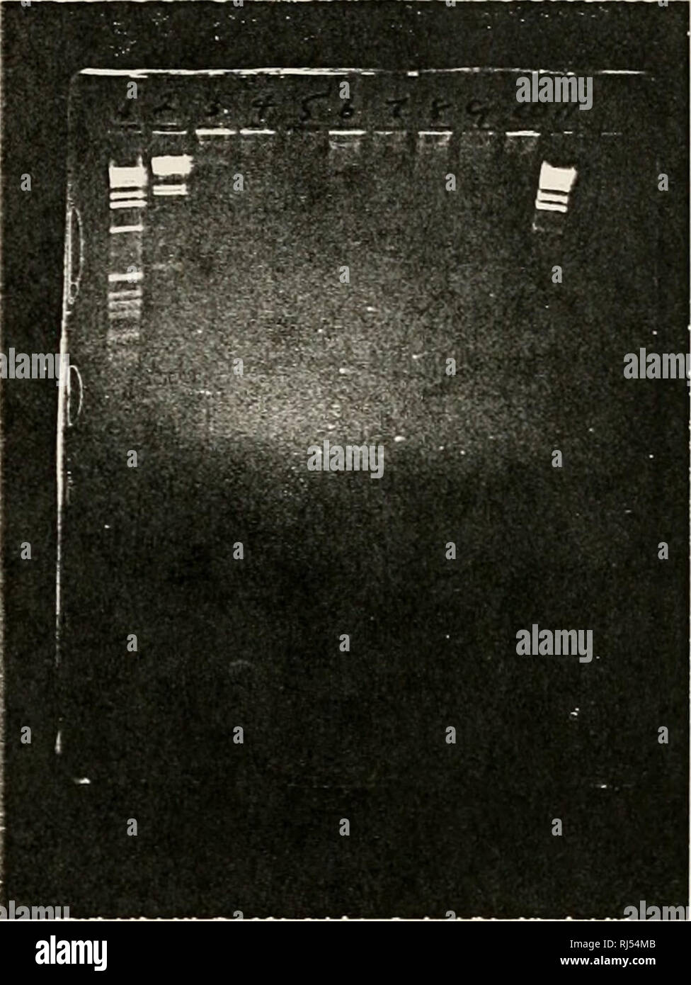 . Chromosome assignment of human genes. Human Genome Project; Sweet Briar College; Human gene mapping; Human chromosomes. Lane Fig. 16 - Chromosomal assignment of ASGR2-1 ( 146bp) with further decreased stringency bv increasing the concentration ot Mg&quot;*&quot;&quot;^ to 1.75mM. No bands detected. 1 and 1! = 1 Kb ladder. Lane 2 = lambda Hin D III DN.A. Lane 3 = chromosome 17. Lane 4 = chromosome 16. Lane 5 = chromosome 15. Lane 6 = chromosome 14. Lane 7 = chromosome 13. Lane 8 = chromosome 12. Lane '^^ = .Mappmg panel human DNA. Lane 10 = Mapping panel Chinese hamster D.NA.. 48. Please note Stock Photo