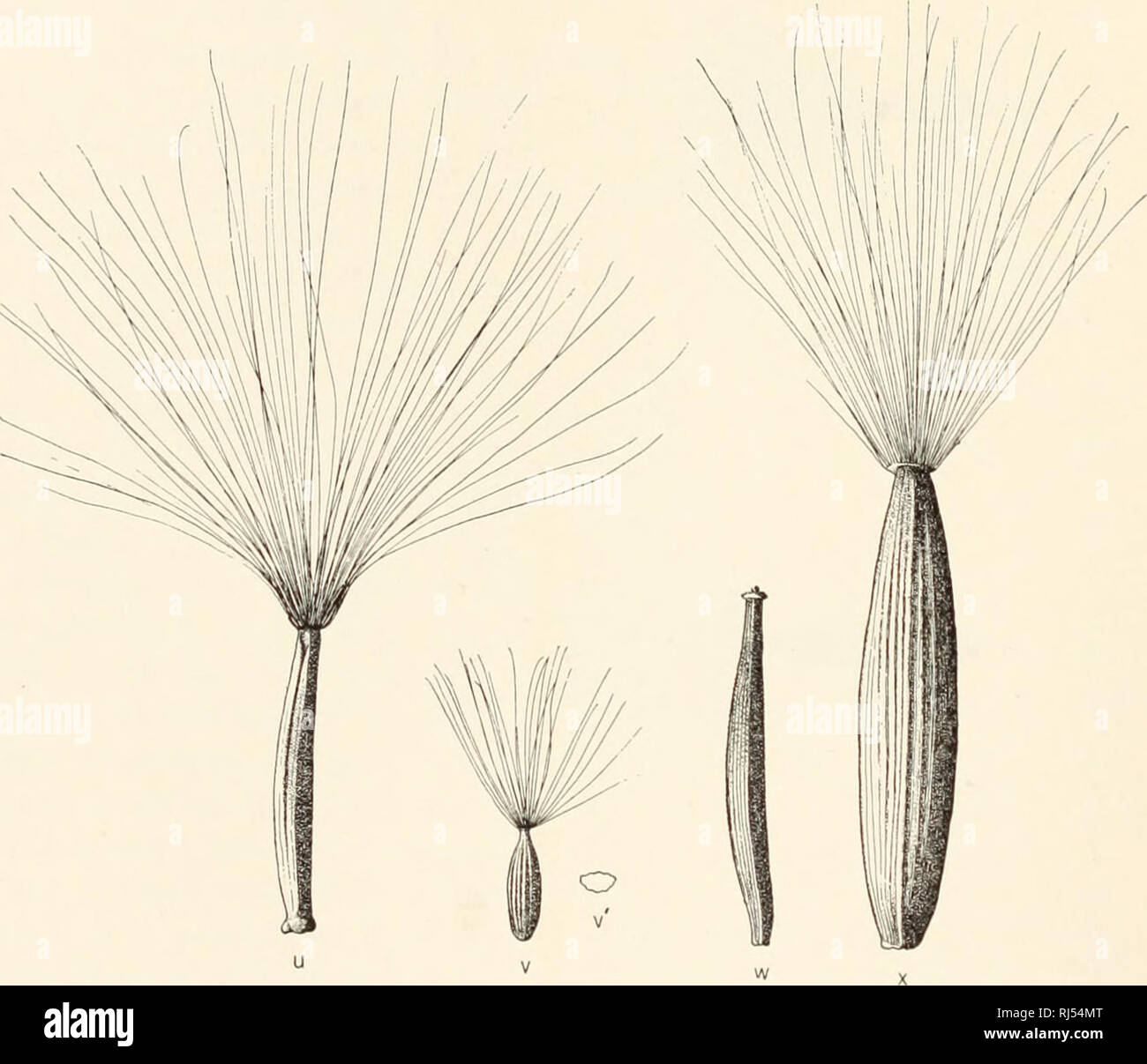 . Chromosome number and individuality in the genus Crepis. Crepis; Karyokinesis. 326 University of California Publications in Agricultural Sciences [Vol.2 ship with a urea, this species is cytologically very different from all other species of Crepis, having 9 pairs of short chromosomes. The only species studied which it at all resembles in tins respect is japonica. which has 8 pairs of chromosomes of similar size.. Fig. 6. Typical achen.es of: u, Crepis bulbosa; v, C. japonica—v', cross-section outline; w, C, anna; x, ('. blattarioides. X 6.5 circa. Section IX. Eucrepis, contains six of our t Stock Photo