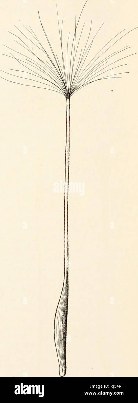. Chromosome number and individuality in the genus Crepis. Crepis; Karyokinesis. a a- Fig. 1. Achenes of Crepis alpina—a, marginal; a', inner. X 7 circa.. Please note that these images are extracted from scanned page images that may have been digitally enhanced for readability - coloration and appearance of these illustrations may not perfectly resemble the original work.. Lesley, Margaret Campbell Mann, 1891-1988; Babcock, E. B. (Ernest Brown), 1877-1954. Stock Photo