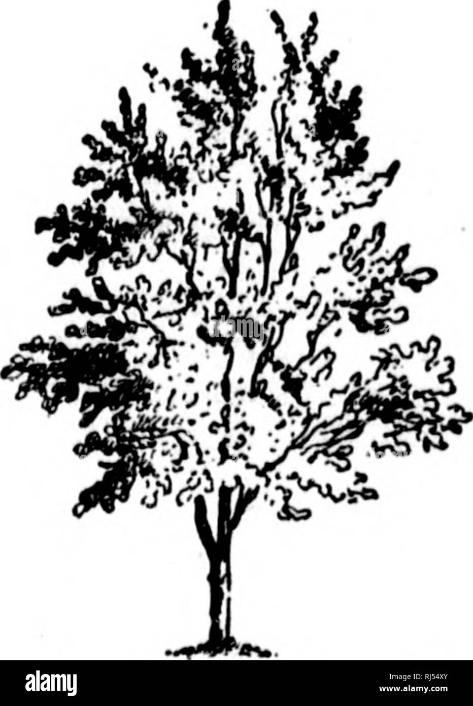 . A guide to the trees [microform]. Trees; Botany; Arbres; Botanique. TREES GROWING IN DRY SOIL. 269 JUNE-BERRY. SERVICE-BERRY. {Plate CXL VI.) Aviehinchier Canadensis. MAY-CHERRY. FAMILY Apple. SHAPE Heady round-lopprii: branches, spreading. HEIGHT RANGE TIME OF BLOOM xo-ya/eetyOr New Foundland west- March-May. higher. ward, southward to Fruit: June^ July. Fla. and Louisiana. Bark: purplish brown; ridged. Bud-scales and bracts: sticky. Leaves: simple; alternate; slender petioled; ovate, with at times, bristle-pointed apex and rounded or slightly cordate base ; finely serrate ; chirk green and Stock Photo