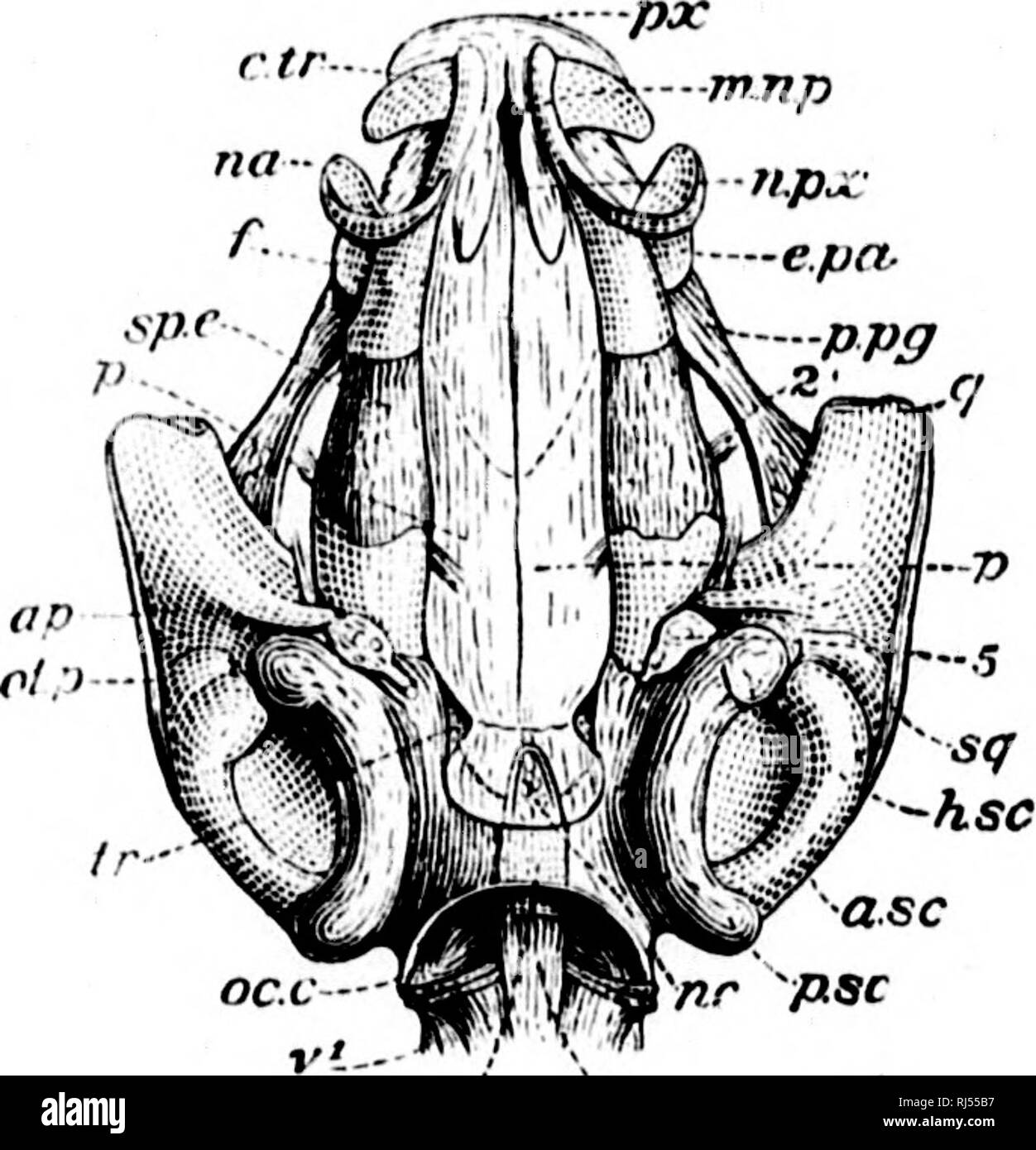 The Batrachia Of North America Microform Amphibians Amphibiens Bulls 4 U S National Museum Cope Botrachia Of North America Plate Xxxix Pv Asc Nr Jxsc So Od Y T Please Note That