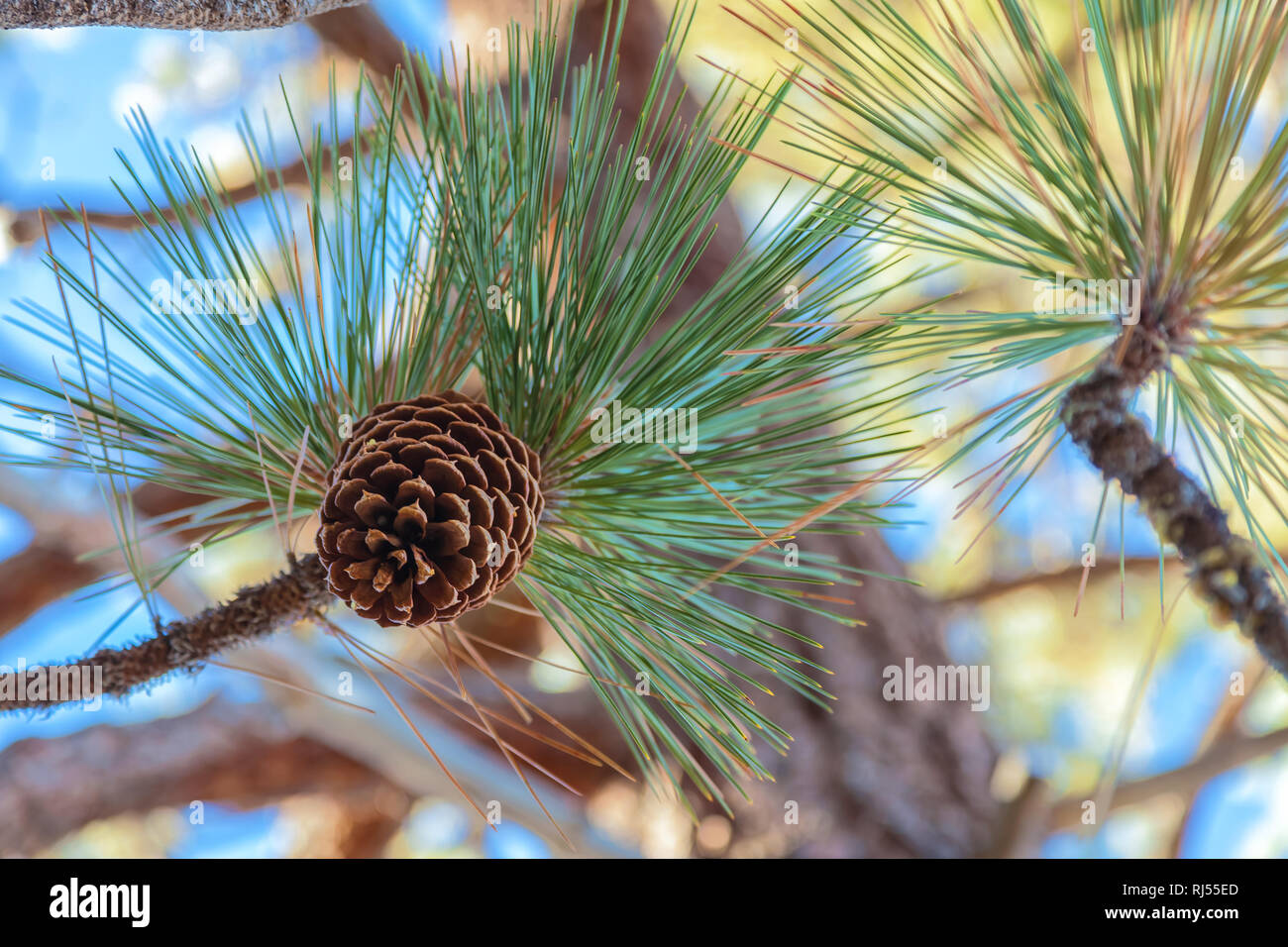 Close up of a ponderosa pine cone (Pinus ponderosa)on the branch, Lake Tahoe, California, USA Stock Photo