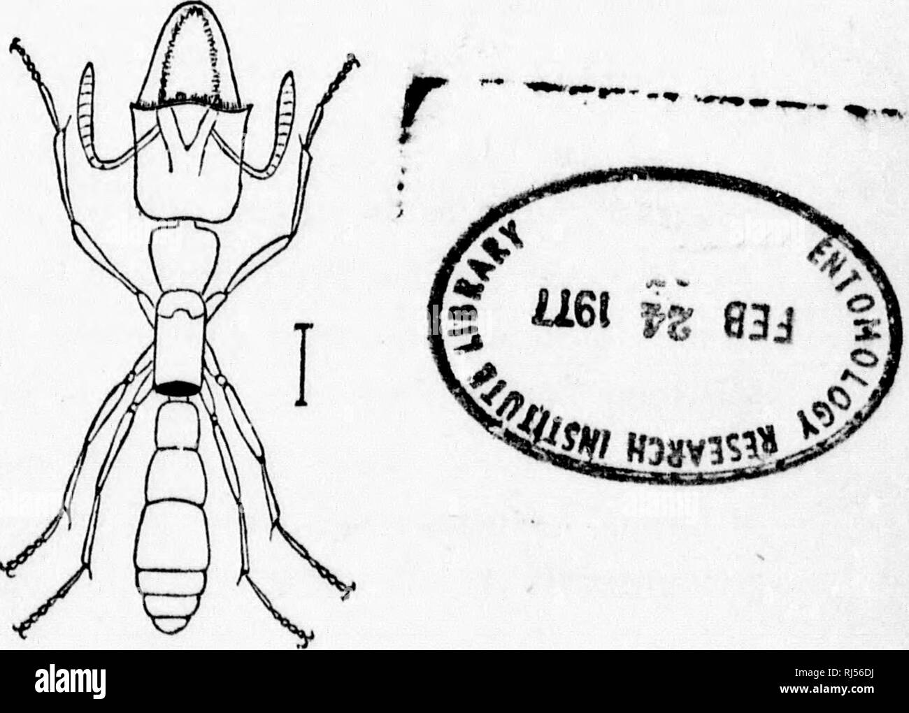 Additions Et Corrections A La Faune Hymenopterologique De La Province De Quebec Microforme Hymenopteres Hymenoptera J U Y Additions Kt Colilikcrions A I A O Faune Iiymenoiti Iiologiqije De La Province Dk Quebec