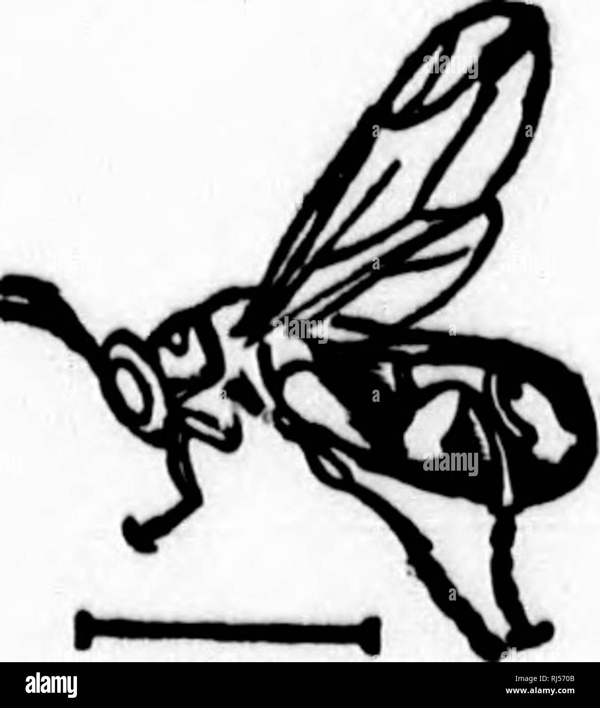 . Petite faune entomologique du Canada et particuliÃ¨rement de la province de QuÃ©bec [microforme] : vol. II comprenant les orthoptÃ¨res, les nÃ©vroptÃ¨res et les hymÃ©noptÃ¨res. OrthoptÃ¨res; NÃ©vroptÃ¨res; HymÃ©noptÃ¨res; Insectes; Orthoptera; Neuroptera; Hymenoptera; Insectes. VIIIâOHAI.CIDIDES. 567 28(27) Non : antennes de 8 articles, branchues ou flabellÃ©cÂ»; tarses do 3 ou 4 articles : XI. EuF.OPniENs ; antennes cf de 7 articles, les artic'es 3 et 4 avec un raujoau Ã la b ise 11. KtiLOPllUs. /. LEUCOPSIDÅNS. 8. Paphaqus. 1. (ren. Leucopsis. Leucopsis, Fabr. TÃªte courte et large, un peu Stock Photo