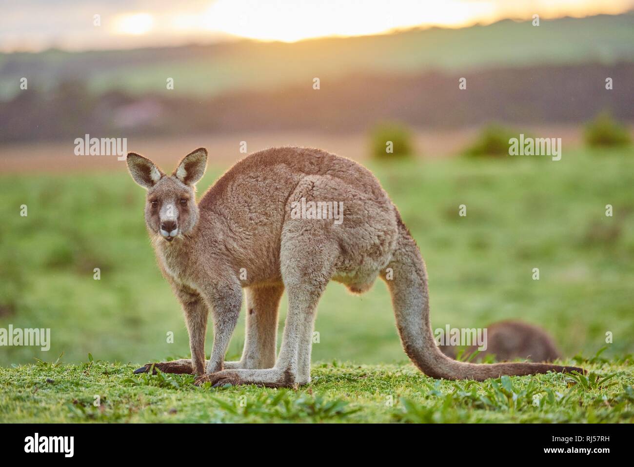 Eastern Grey Kangaroo Macropus Giganteus On A Meadow Victoria Australien Stock Photo 234914501 Alamy