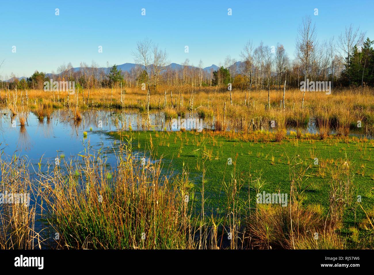Moor pond with peat moss (Sphagnum sp.), back Chiemgauer Alps, Nicklheim, foothills of the Alps, Upper Bavaria, Bavaria, Germany Stock Photo