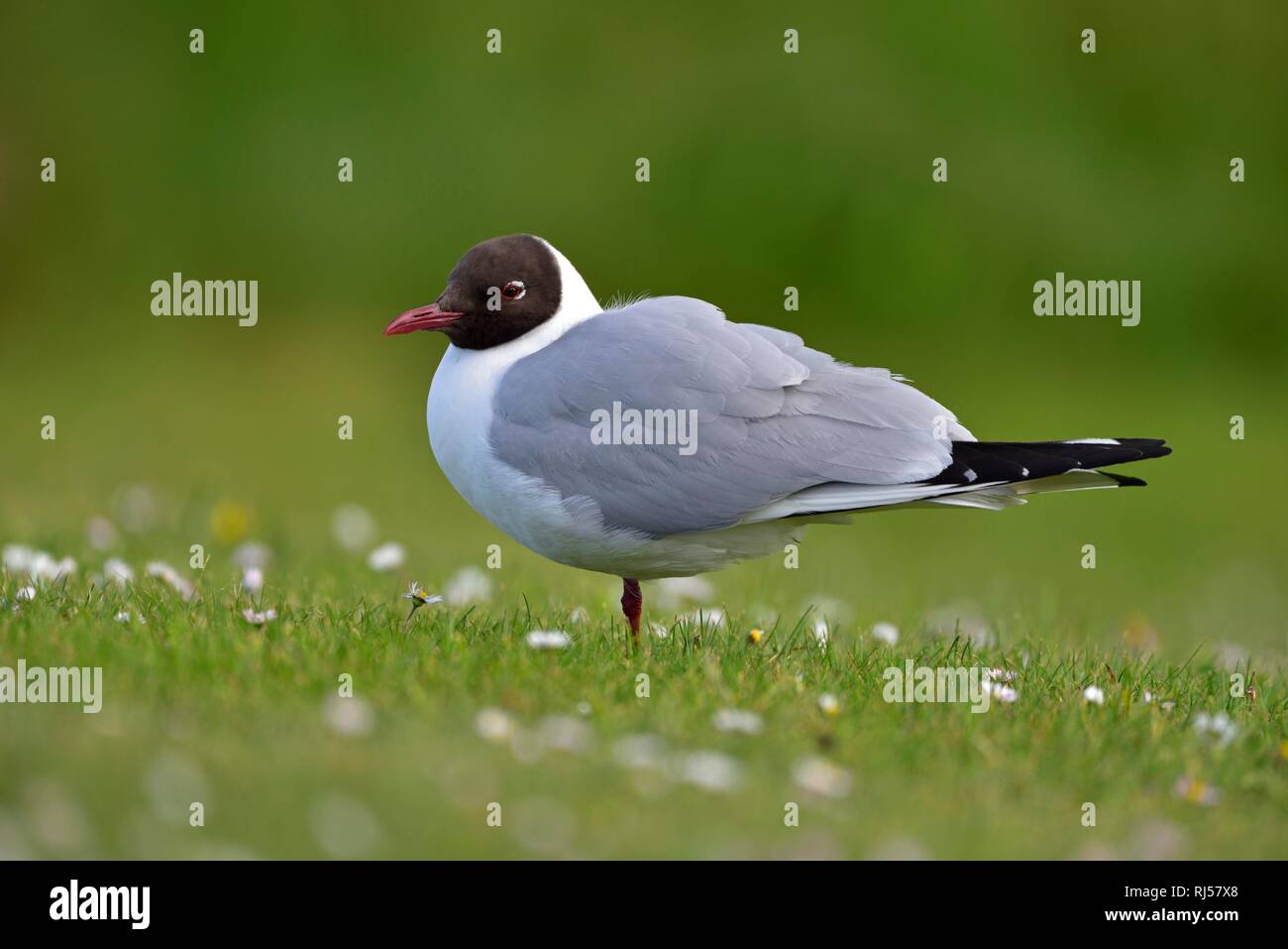 Black-headed gull (Chroicocephalus ridibundus), in nuptial plumage, standing in a meadow, Durness, Great Britain Stock Photo