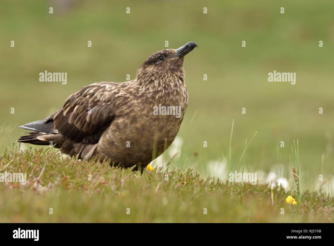 Great skua (Stercorarius skua), old animal stands on wet meadow, Handa Island, Great Britain Stock Photo
