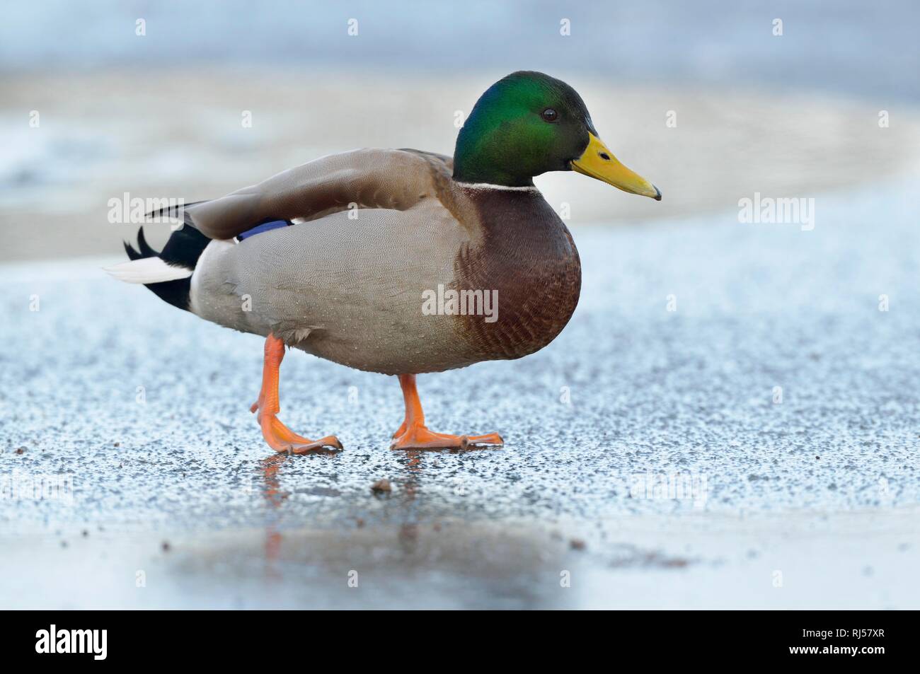 Mallard (Anas platyrhynchos), drake running on an ice rink, Saxony, Germany Stock Photo