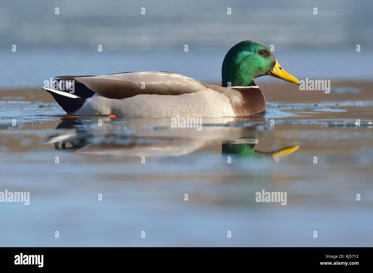 Mallard (Anas platyrhynchos), drake swimming in icy lake, Saxony, Germany Stock Photo