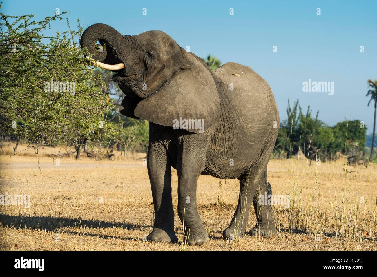 African bush elephant (Loxodonta africana) eating from a tree , Liwonde National Park, Malawi Stock Photo