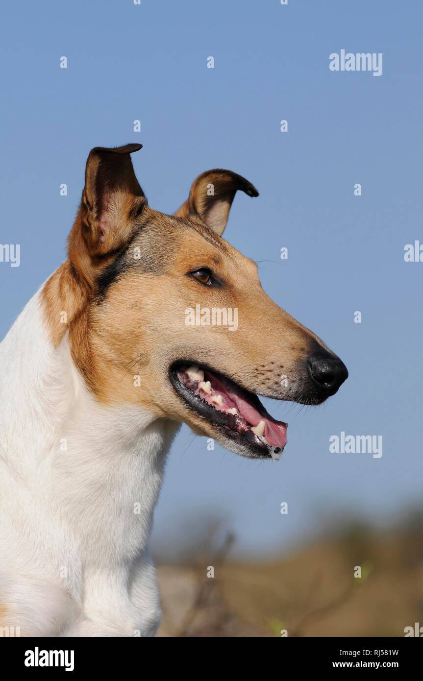 Sable Hair Stock Photos Sable Hair Stock Images Alamy