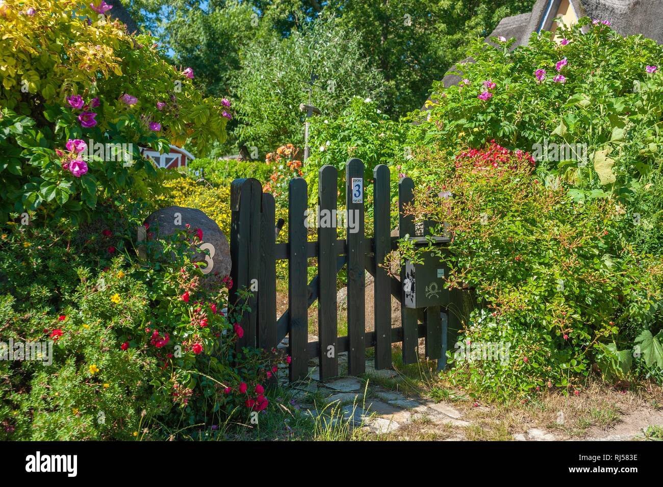 Garden door with roses, Putgarten, Rügen, Mecklenburg-Western Pomerania, Germany Stock Photo