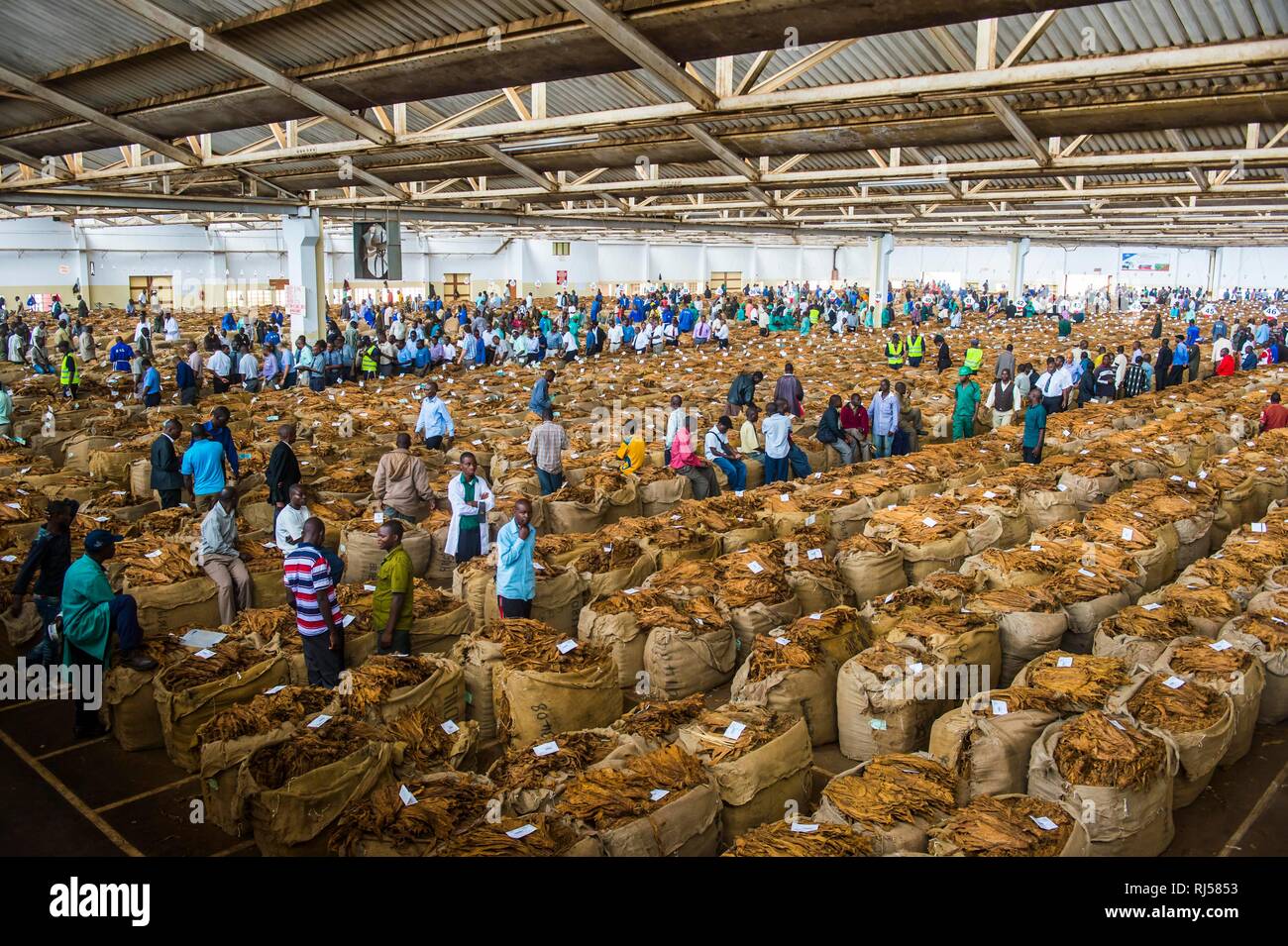 Local workers between huge bags with dried tobacco leaves in a hall on a Tobacco auction, Lilongwe, Malawi Stock Photo