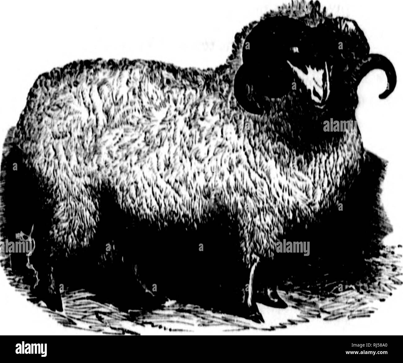 The Illustrated Stock Doctor And Live Stock Encyclopedia - 