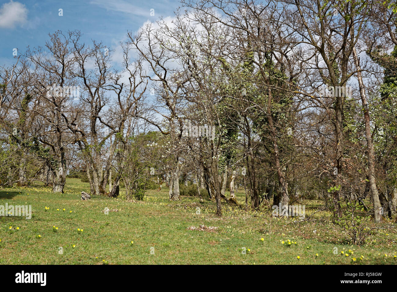 Im Naturschutzgebiet Rammersberg bei Karlstadt am Main, Landkreis Main