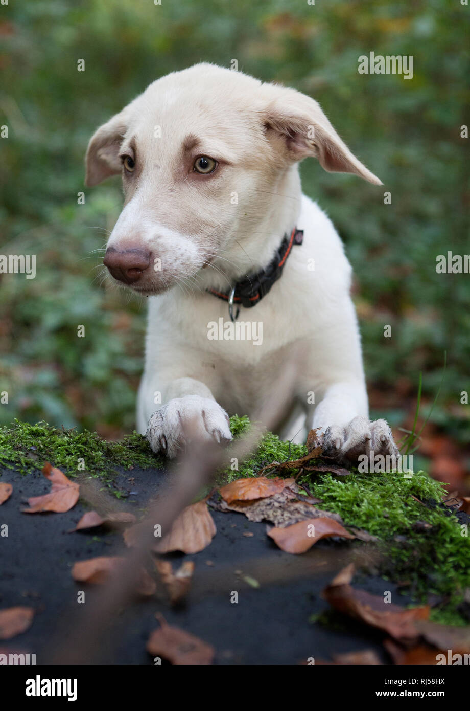 Junger wei?-beiger Hund schaut ?ber einen Baumstumpf Stock Photo