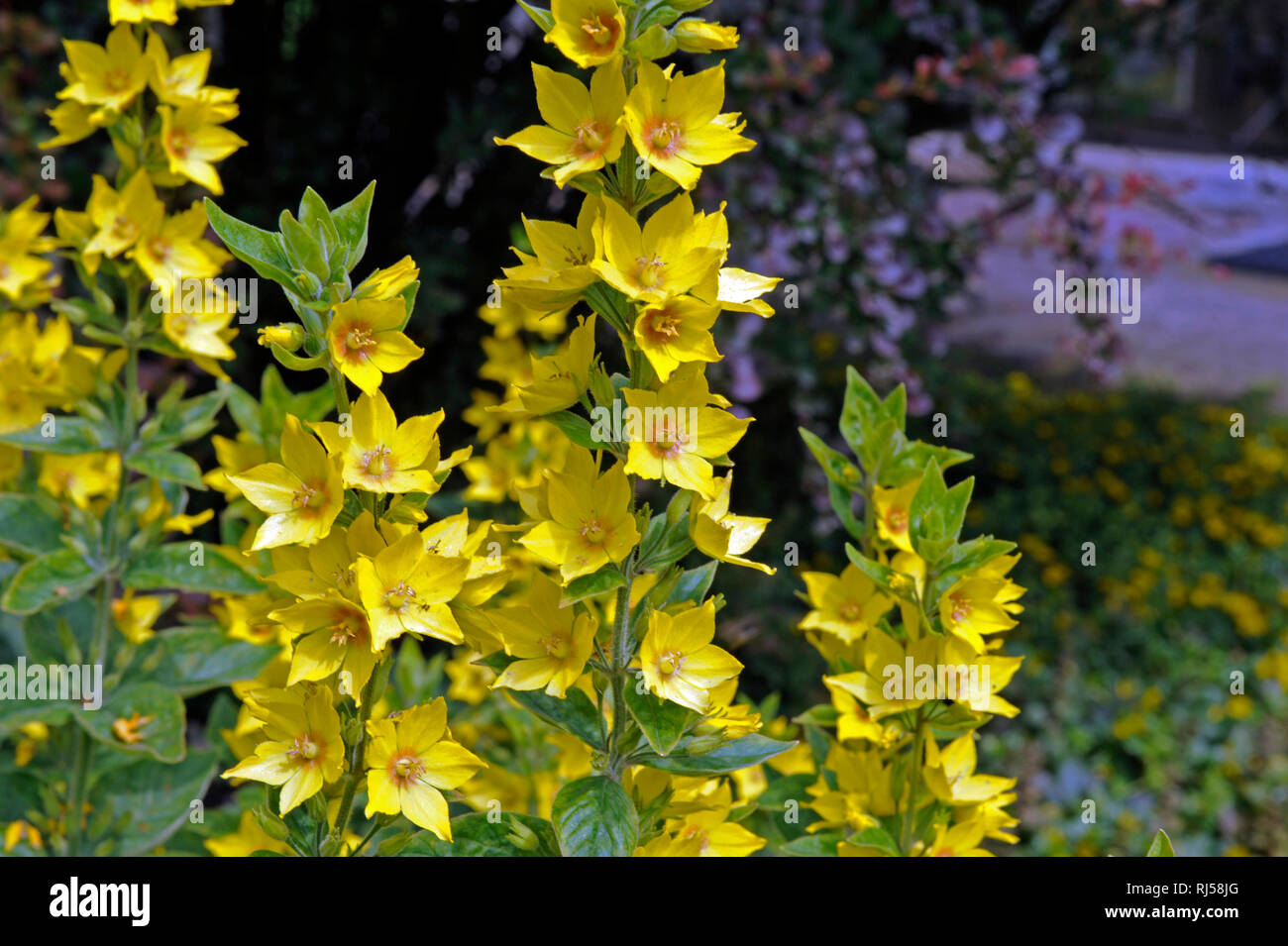 Goldfelberich oder Gilbweiderich, Lysimachia punctata, bl?hend, leuchtend gelb, Stock Photo