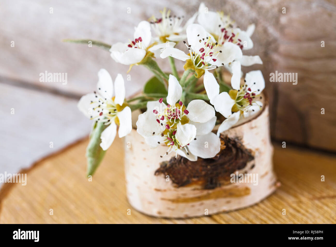 Eine Vase aus Birkenholz, Birnenblüten Stock Photo