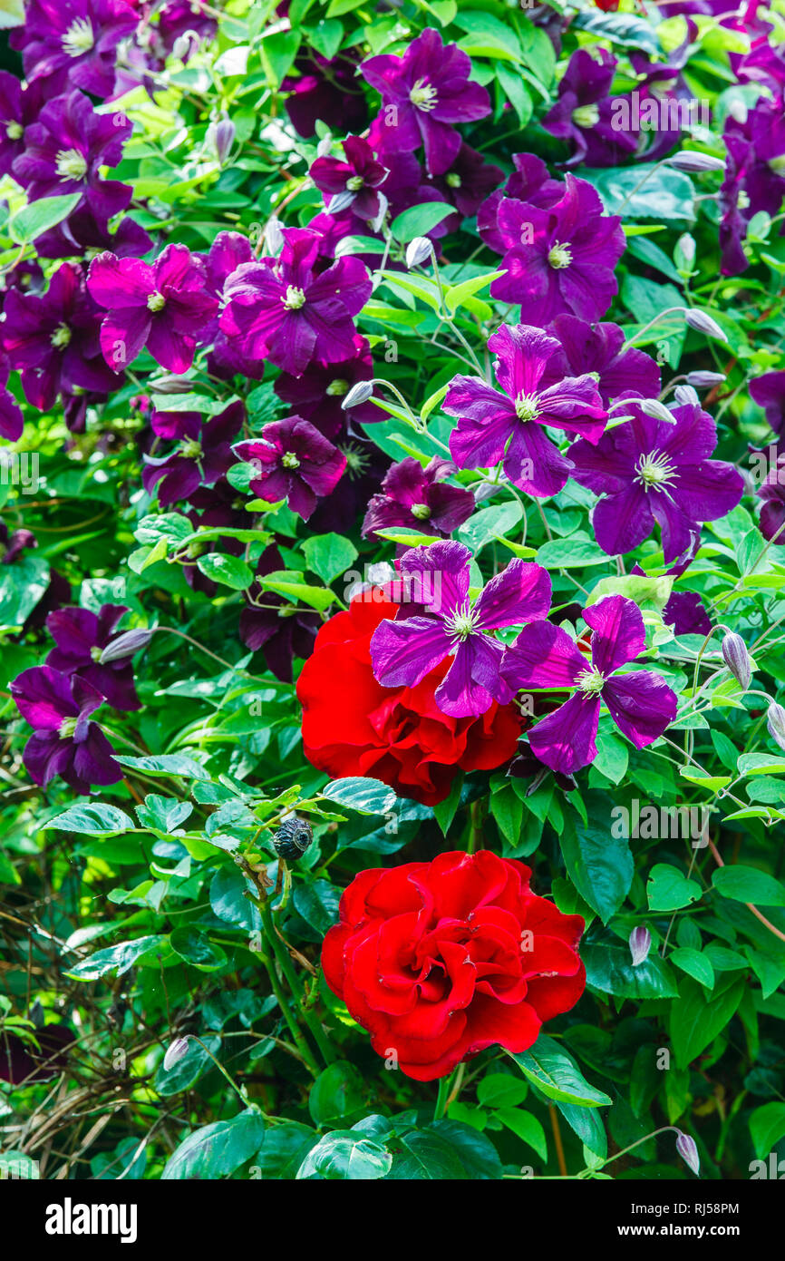 Garten im Sommer, Frühlingarrangement, Rosen, Clematis Stock Photo
