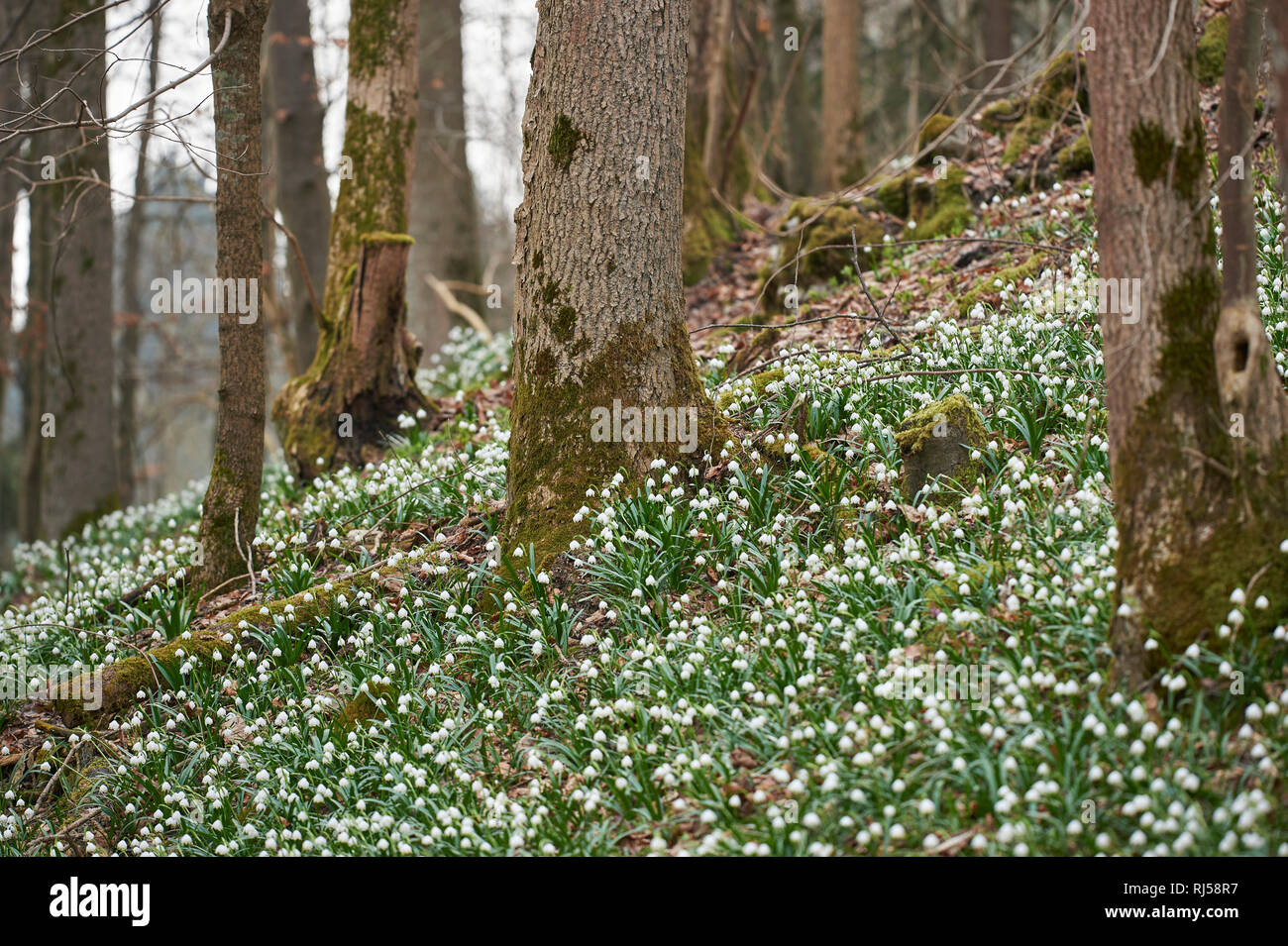 Frühlings-Knotenblumen, Leucojum vernum Stock Photo