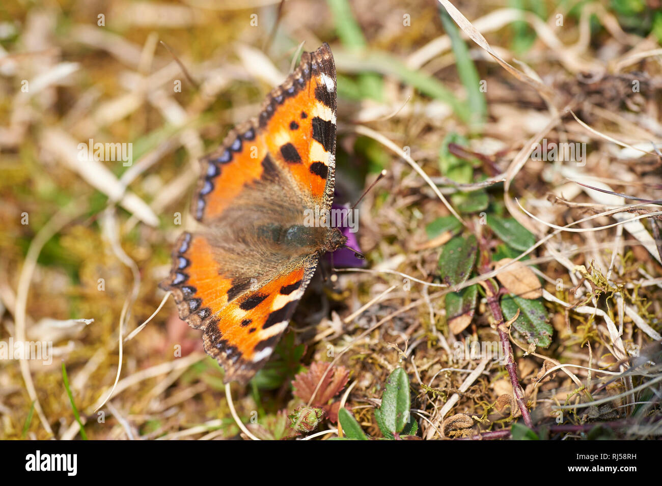 Kleiner Fuchs, Aglais urticae, Wiese, sitzen, Rückansicht, Nahaufnahme Stock Photo