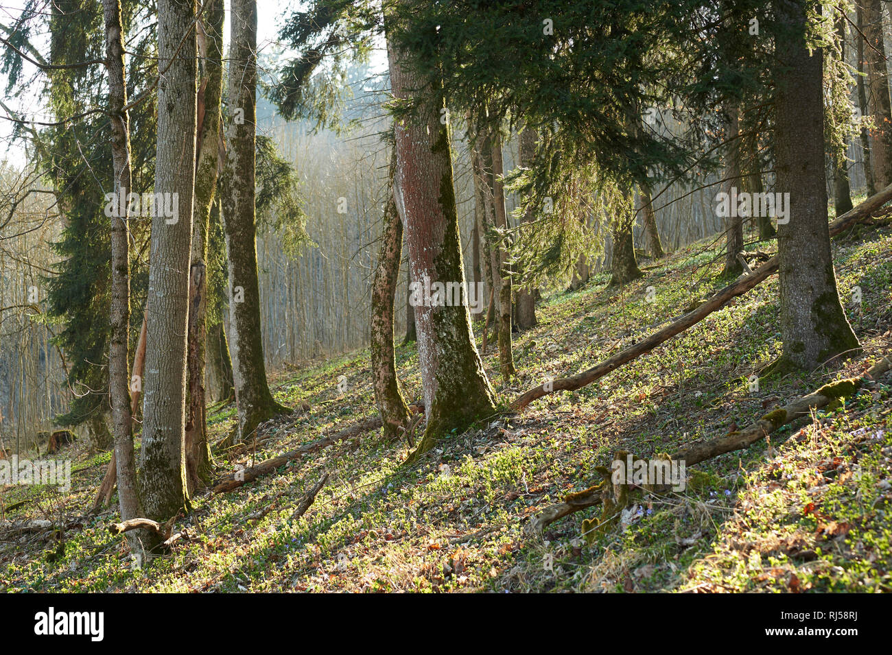 Landschaft, Oberpfalz, Bayern, Deutschland, Europa, Wald, Baumstämme, Frühling Stock Photo