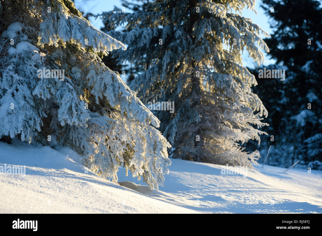 Winterlandschaft, Lusen, Bayerischer Wald, Bayern, Deutschland, Europa ...