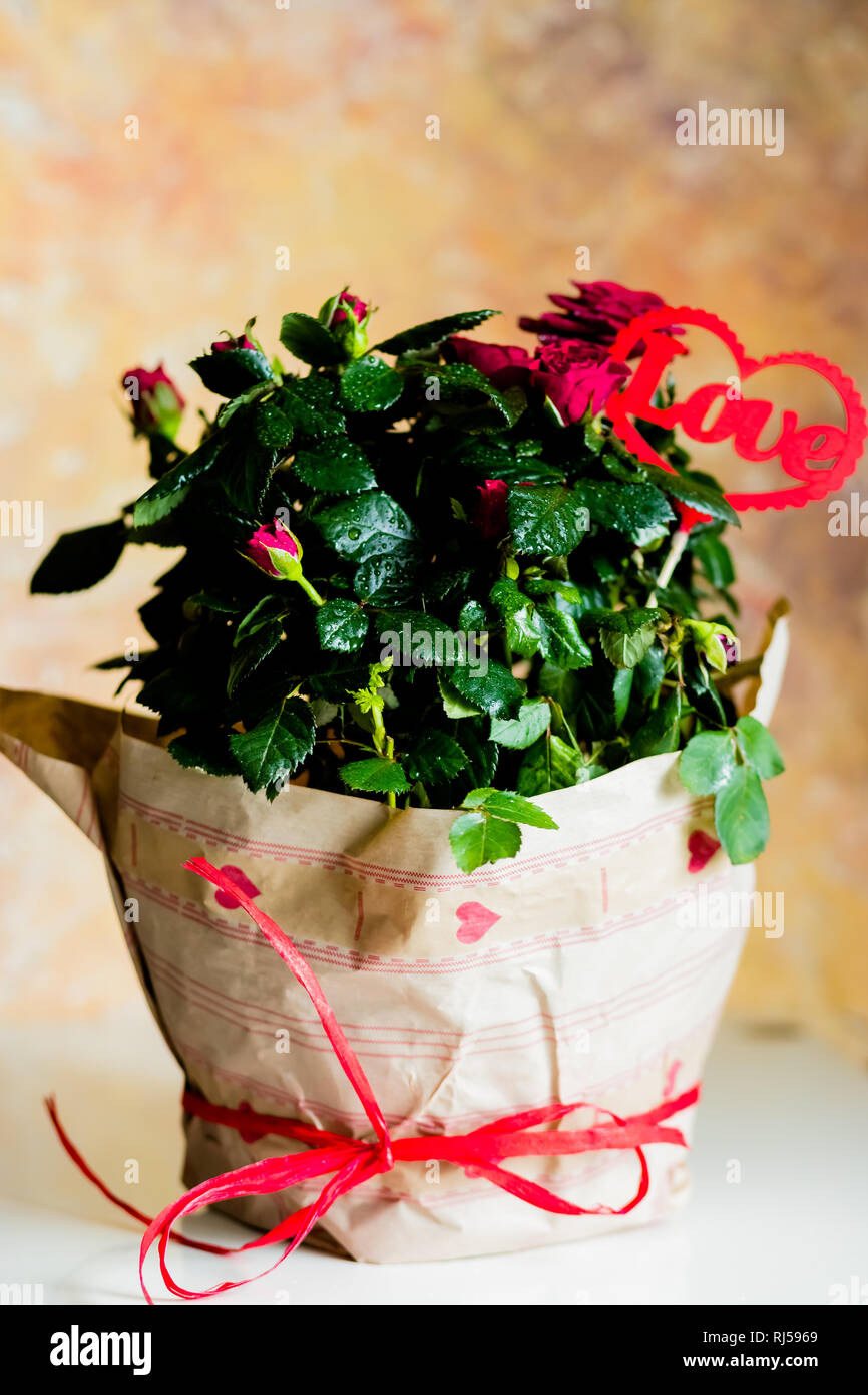 Blooming Roses In Flower Pot Love Message Red Heart Flowers