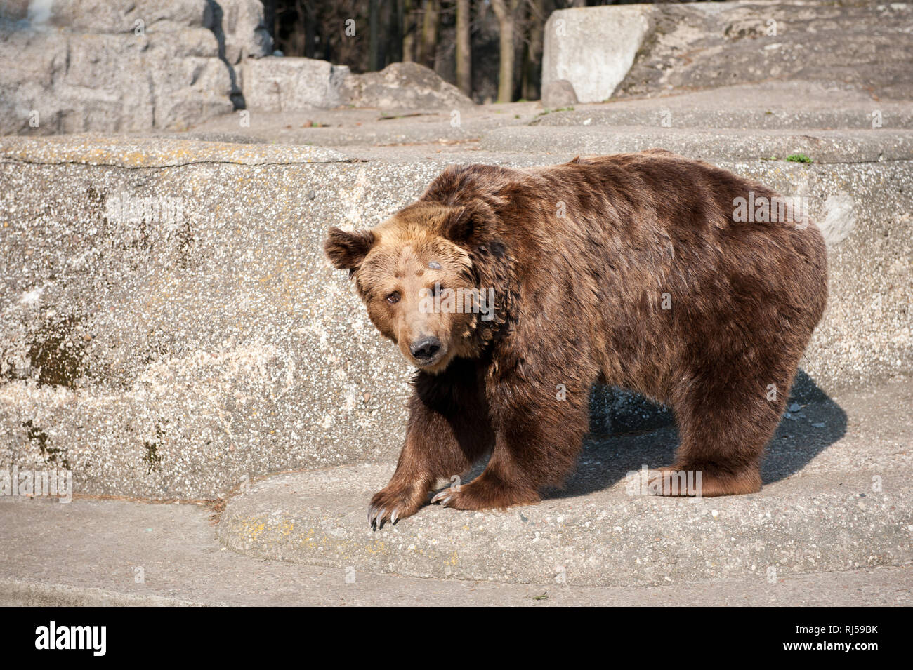 Single dangerous big brown bear in Warsaw Zoo in Poland, Lonely animal standing on boulder in open air and waiting for food from tourists, sunny day, Stock Photo