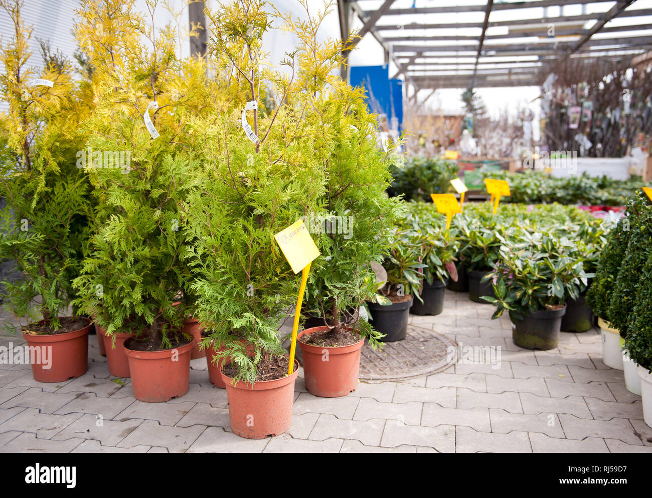 Young Thuja Yellow Ribbon seedlings little trees, seedlings in brown plastic flowerpots with yellow price sticks on the ground in market place in shop Stock Photo