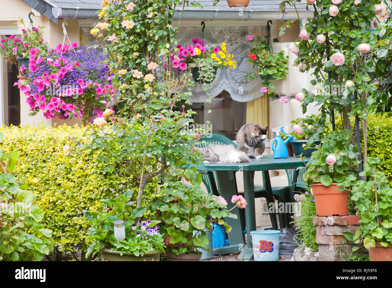 bunter Garten mit zwei Katzen Stock Photo
