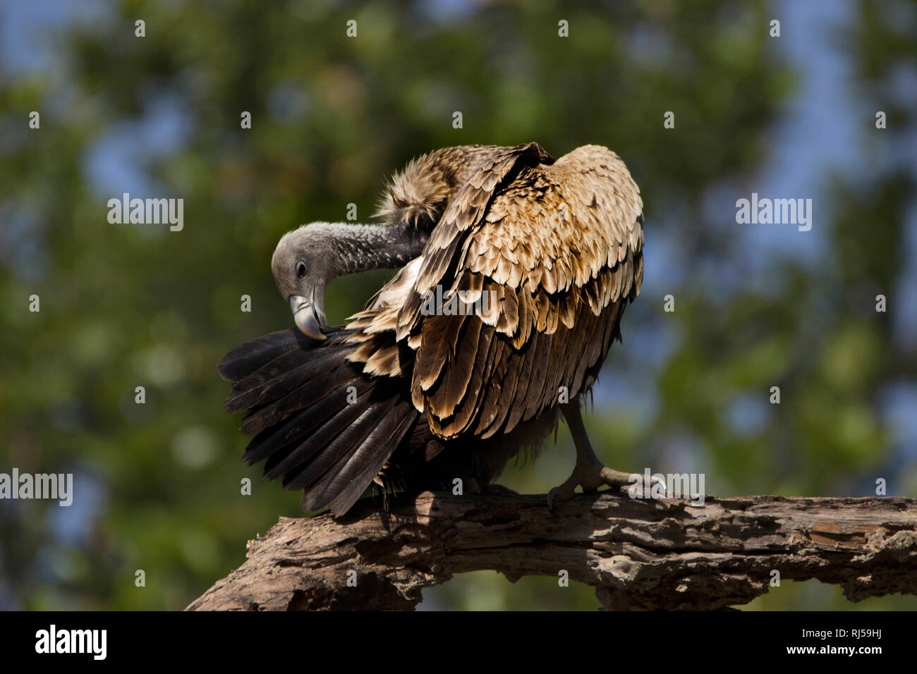 Indian vulture, Gyps indicus, Bandhavgarh national park, Madhya Pradesh, India. Endangered species of India Stock Photo