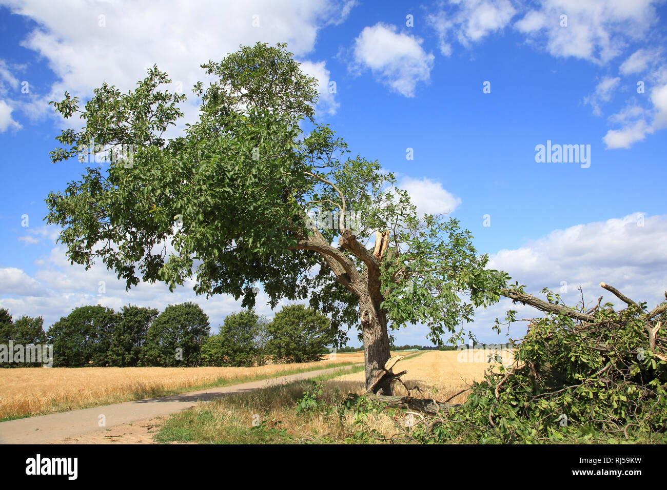 Walnussbaum im Sommer mit Windbruch, Juglans regia Stock Photo