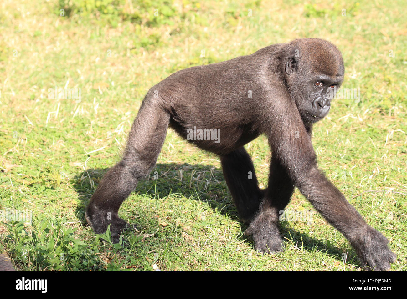 Flachlandgorilla Jungtier, Gorilla gorilla Stock Photo
