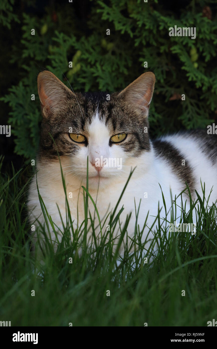 Hauskatze liegt im Gras, Felis silvestris catus Stock Photo