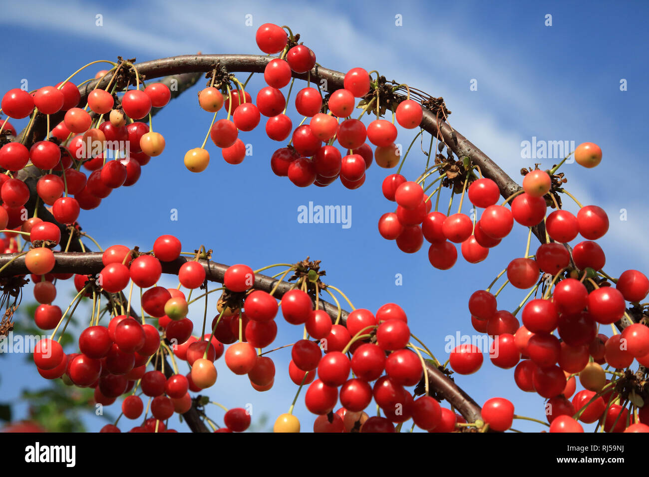 Sauerkirsche, Prunus cerasus Stock Photo