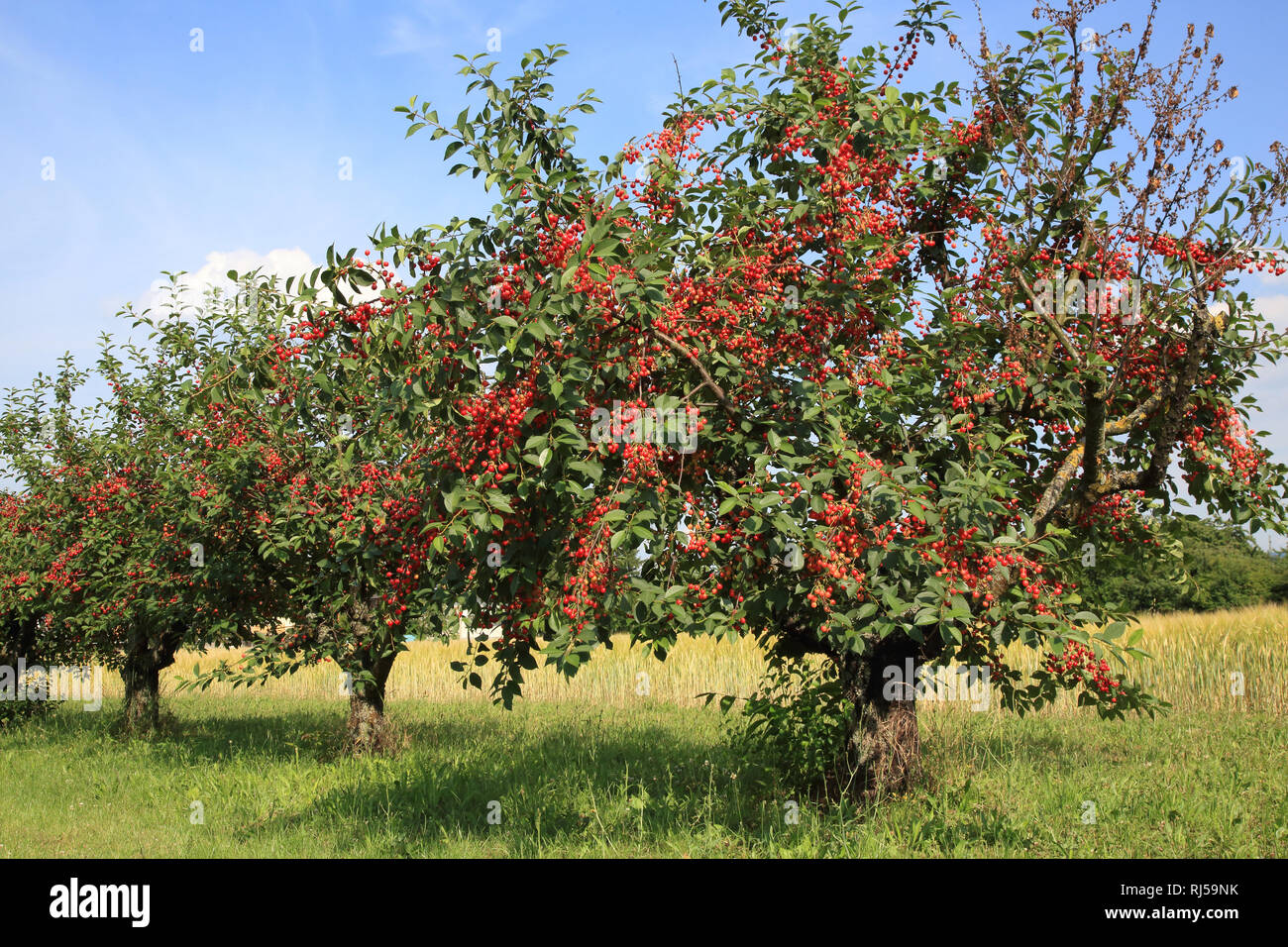 Sauerkirsche, Prunus cerasus Stock Photo