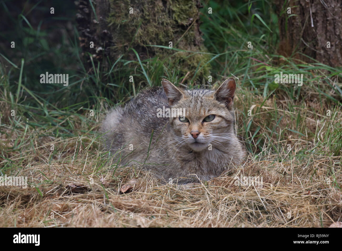 Europäische Wildkatze, Felis silvestris Stock Photo